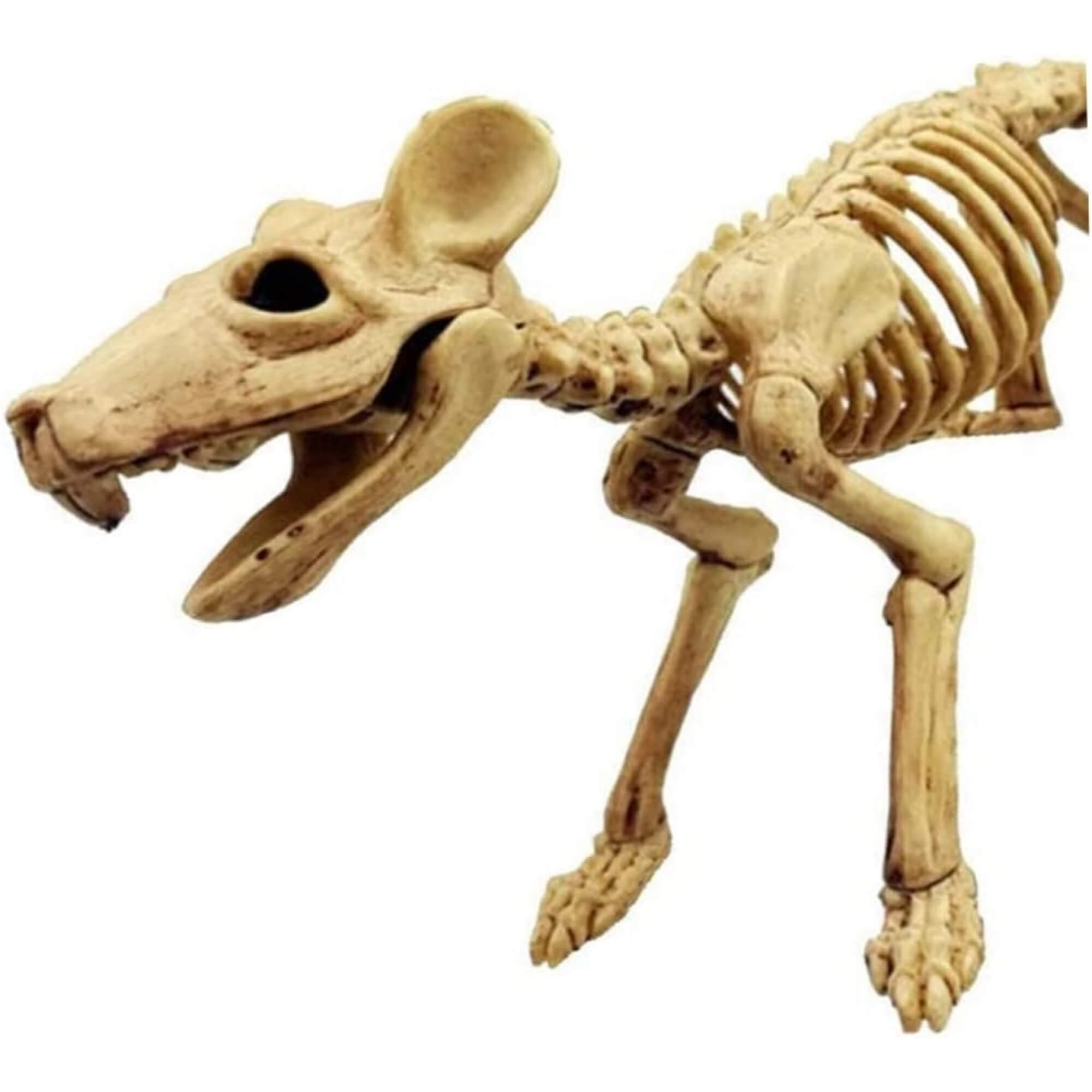 Skeleton rat Halloween decoration prop, body detail