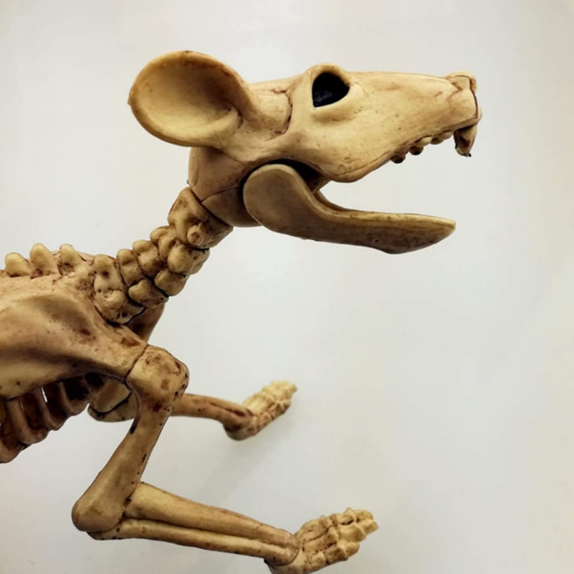 Skeleton rat Halloween decoration prop, head detail
